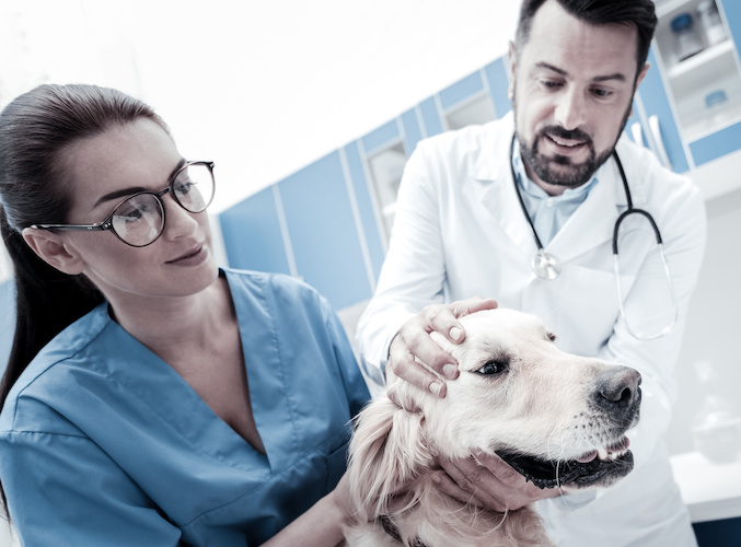 New Year, New Career: Veterinary Assistant | ed2go